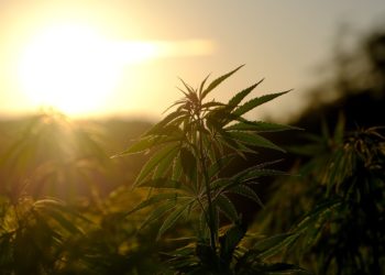 Une centaine de pieds de cannabis découverts en hélicoptère par les gendarmes