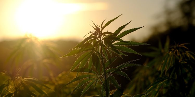 Une centaine de pieds de cannabis découverts en hélicoptère par les gendarmes