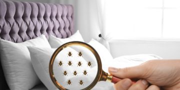 Comment combattre les punaises de lit