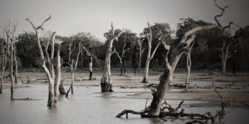 Libye au moins 3000 morts dans des inondations "aux proportions épiques"