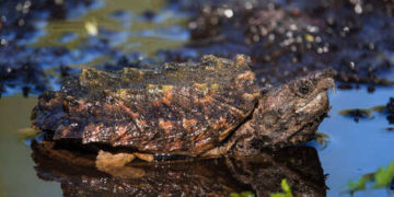 2 dangereuses tortues alligators accueillies par le refuge des tortues près de Toulouse