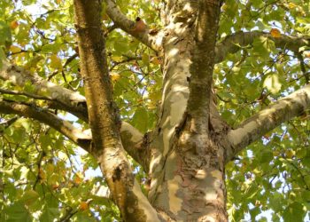 A69 Toulouse Castres, ils mettent fin à leur grève de la faim