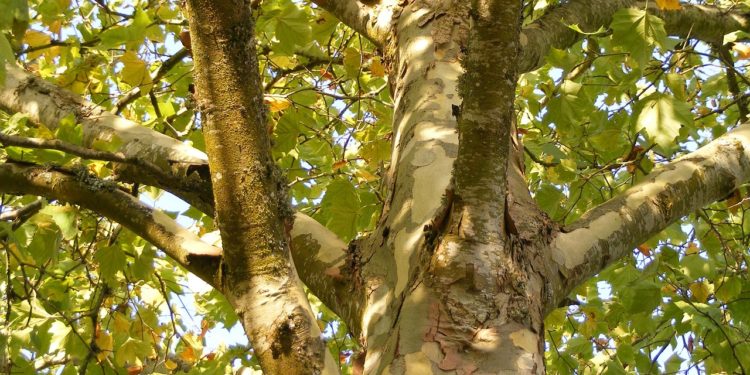 A69 Toulouse Castres, ils mettent fin à leur grève de la faim