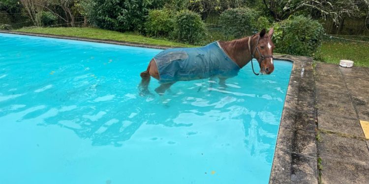 Près de Toulouse, les pompiers sauvent un cheval coincé dans une piscine