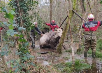 Près de Lourdes, les pompiers sauvent une vache prise dans les marécages