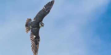 A Toulouse, des rapaces pour éloigner les étourneaux
