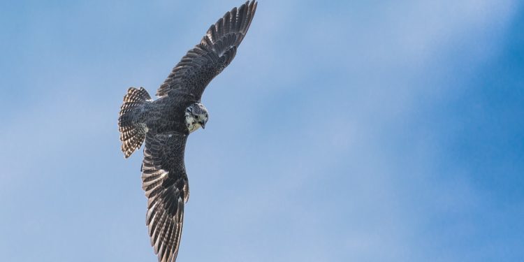 A Toulouse, des rapaces pour éloigner les étourneaux