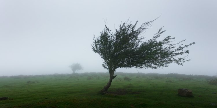 Après Ciaran le tempête Domingos arrive sur Toulouse, à quoi s'attendre