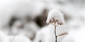 Jusqu'à 40 centimètres de neige annoncées dans le Tarn