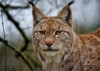Vive émotion après la mort du Lynx Yura au Parc animalier des Pyrénées