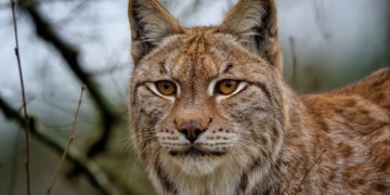 Vive émotion après la mort du Lynx Yura au Parc animalier des Pyrénées