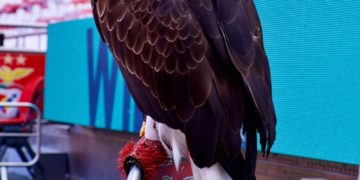 Ligue Europa - malgré Di Maria tout reste possible pour Toulouse face au Benfica Lisbonne