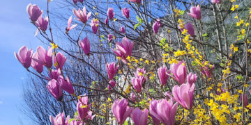 Début d'une météo de Printemps ce mercredi à Toulouse