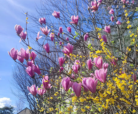 Début d'une météo de Printemps ce mercredi à Toulouse