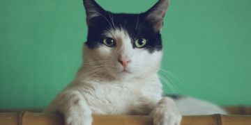 Les résidents d’Ehpad pourront accueillir leurs animaux de compagnie