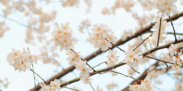 Pluie et froid lundi puis temps de printemps, la météo de la semaine à Toulouse