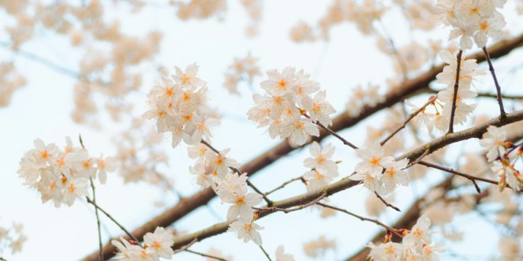 Pluie et froid lundi puis temps de printemps, la météo de la semaine à Toulouse