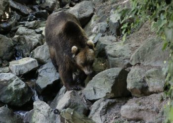 Des spécialistes des ours des Pyrénées pointent une menace sur son avenir
