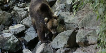 Des spécialistes des ours des Pyrénées pointent une menace sur son avenir