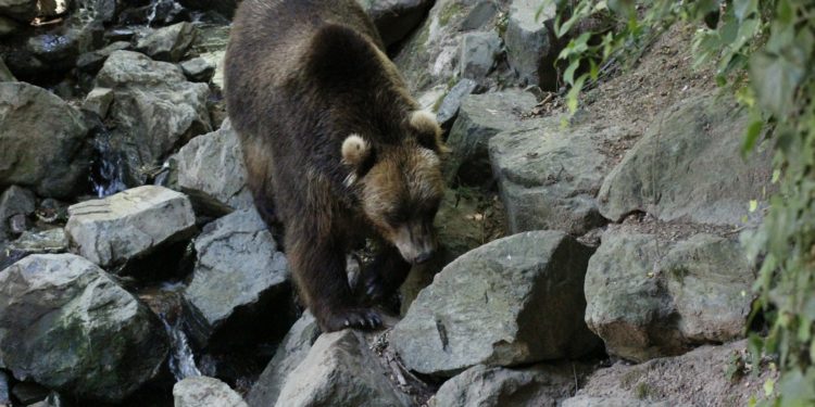Des spécialistes des ours des Pyrénées pointent une menace sur son avenir