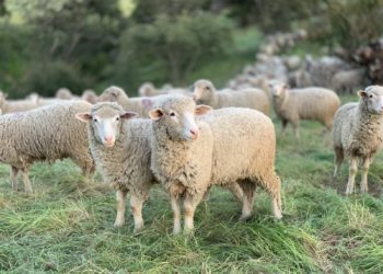 Un troupeau de brebis de retour dans la zone verte des Argoulets
