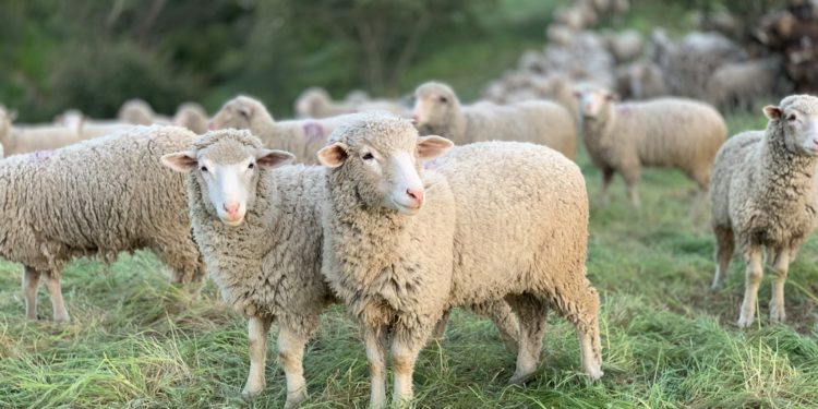 Un troupeau de brebis de retour dans la zone verte des Argoulets