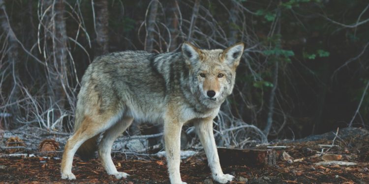 Savez vous combien de loups sont présents en France