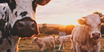 Pratiqués en Suisse, les combats de vaches seront ils interdits en France ?