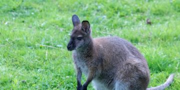 ce Breton découvre un kangourou dans son jardin