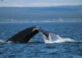 whale tail over the sea during daytime
