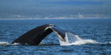 whale tail over the sea during daytime