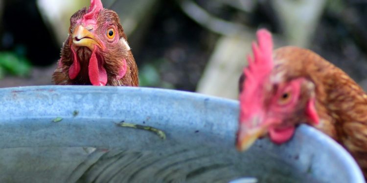 De nouveaux variants de la grippe aviaire sont apparus