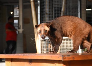 Chiens viverrins et civettes soupçonnés d'avoir transmis le Covid19 à l'homme