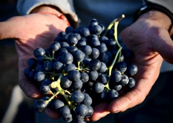 vendanges