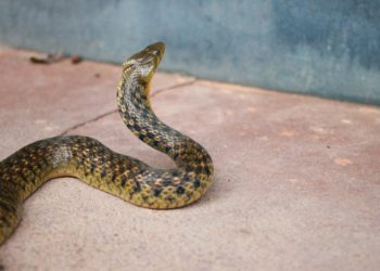 Un décès par morsure de serpent toutes les 4 à 6 minutes dans le monde (OMS)