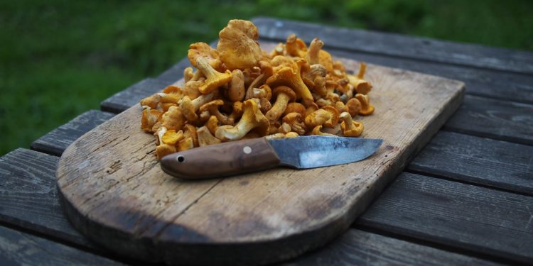 Des champignons vénéneux vendus sur un marché du Sud de la France