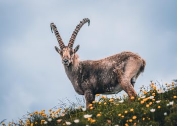 5 nouveaux bouquetins relâchés dans les Pyrénées
