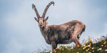 5 nouveaux bouquetins relâchés dans les Pyrénées