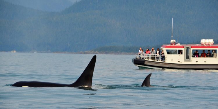 L'activiste Paul Watson demande l'asile politique en France à Macron