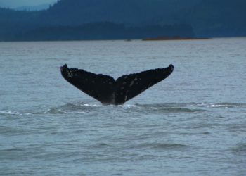 Insolite : une baleine se balade dans la Seine