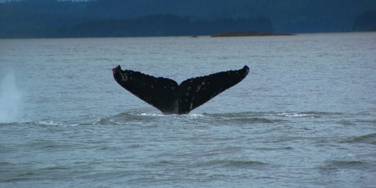 Insolite : une baleine se balade dans la Seine