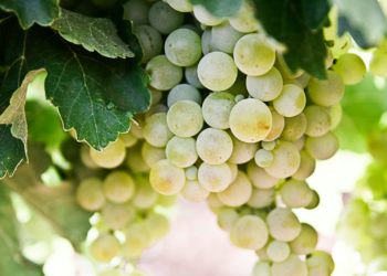 Agriculture - Les Robots arrivent peu à peu dans les champs