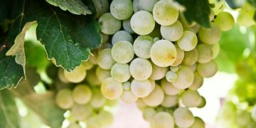 Agriculture - Les Robots arrivent peu à peu dans les champs