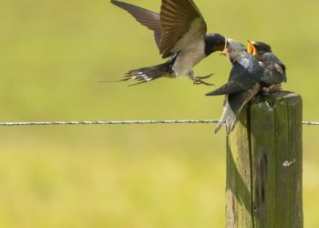 Un nouveau sommet de l’ONU sur la biodiversité s’ouvre en Colombie : les enjeux