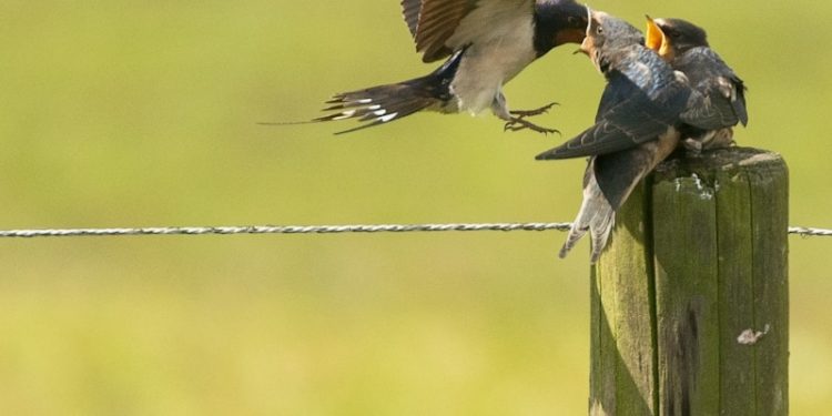 Un nouveau sommet de l’ONU sur la biodiversité s’ouvre en Colombie : les enjeux