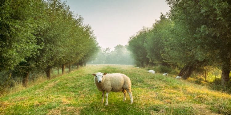 La fièvre catarrhale décime le troupeau de cet éleveur