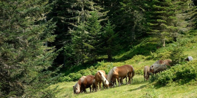Le Grand Sapin de Noël du marché de Strasbourg a été coupé : vidéo
