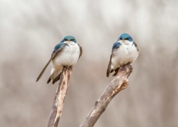Alerte - Un rapport de la WWF révèle une chute alarmante de la biodiversité mondiale