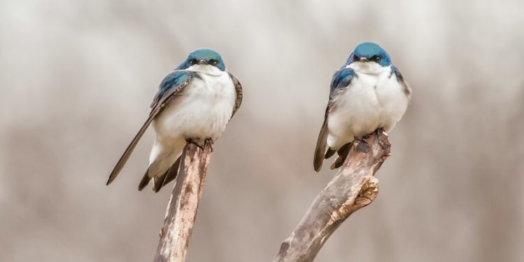 Alerte - Un rapport de la WWF révèle une chute alarmante de la biodiversité mondiale