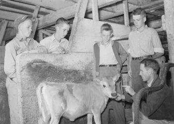 Robert Saugstad and other boys in a Future Farmers of America (FFA) group examining a calf in the Saugstad farm